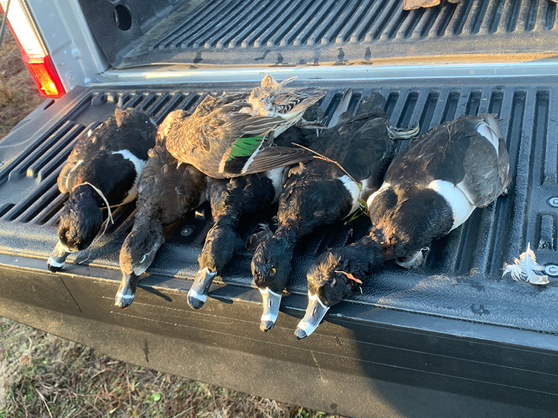 duck hunting sc