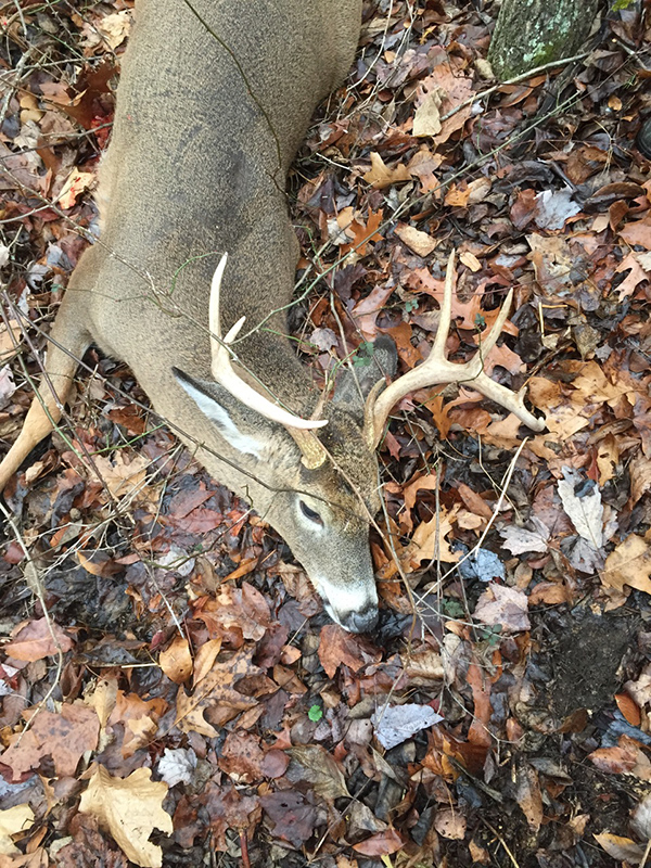 deer hunting sc