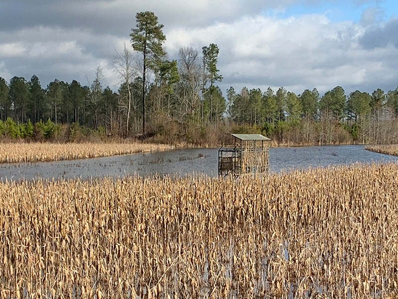 duck blind sc