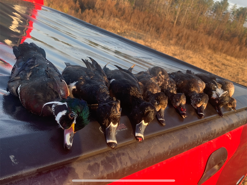 duck hunting sc